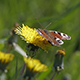 Brown Butterfly on a Dandelion - VideoHive Item for Sale