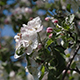Apple Blossom - VideoHive Item for Sale