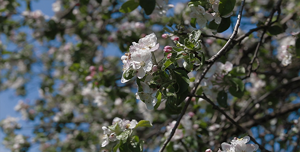 Apple Blossom