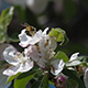 Bee on a Flower Apple - VideoHive Item for Sale