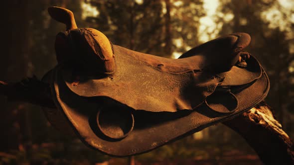 Vintage Leather Horse Saddle on the Dead Tree in Forest at Sunset