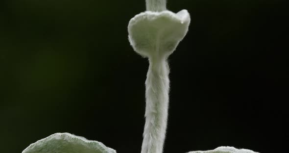 Stachys byzantina  or woolly hedgenettle.