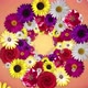 Spring Flowers Garland - VideoHive Item for Sale
