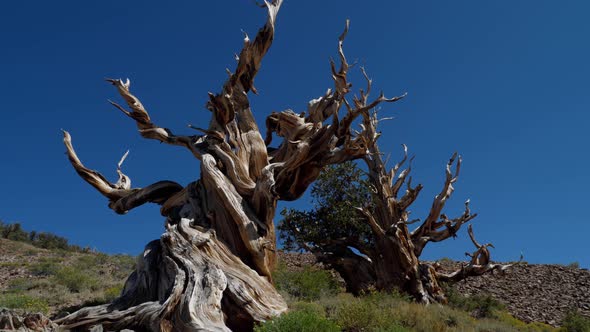 Incredible Bristlecone pine tree that is thousands of years old
