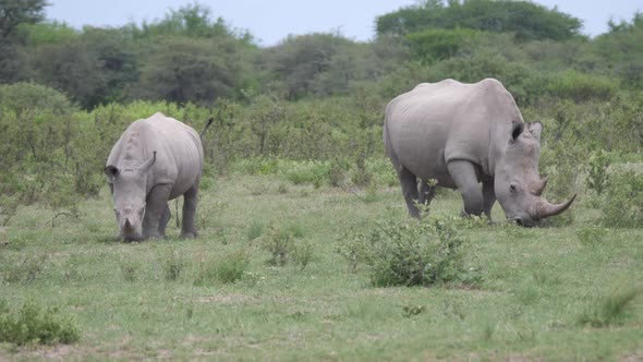 Rhino mother and young grazing