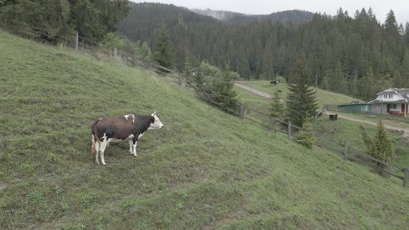 Ukraine, Carpathians: Cow in the Mountains. Aerial, Gray, Flat