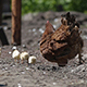 Hen with Chickens - VideoHive Item for Sale