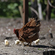 Hen with Chickens - VideoHive Item for Sale