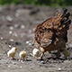Hen with Chicks - VideoHive Item for Sale