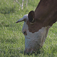 Cow in the Meadow - VideoHive Item for Sale