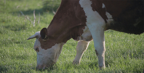 Cow in the Meadow