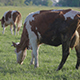 Herd of Cows in a Meadow - VideoHive Item for Sale