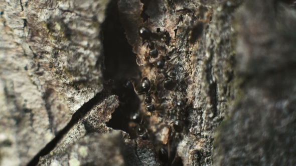 Ants On Tree Bark In Forest