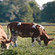 A Cow Grazes in a Meadow - VideoHive Item for Sale