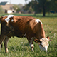 Cow Eating Grass - VideoHive Item for Sale
