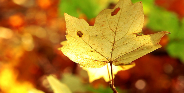 Autumn Foliage