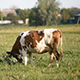 Cows on Pasture - VideoHive Item for Sale