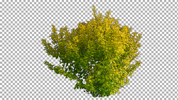Real Shrub On The Wind Isolated 2