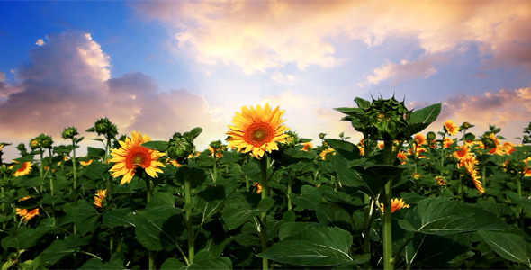 Flowering Sunflowers