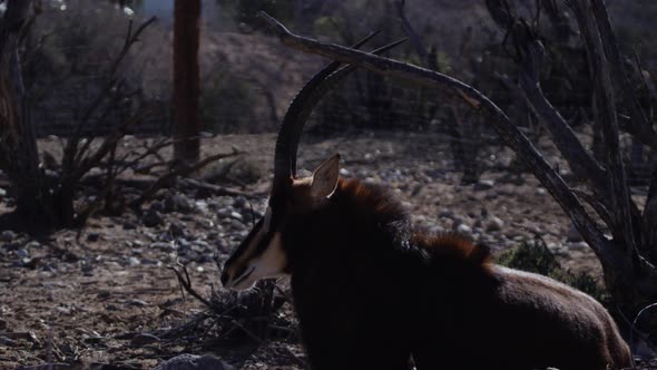 Gemsbok sitting in african safari