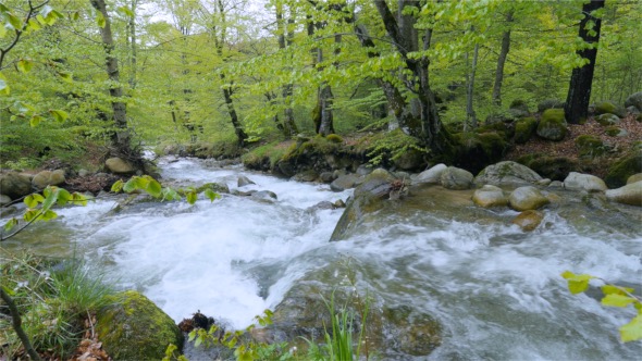 River In Wild Forest With Many Trees