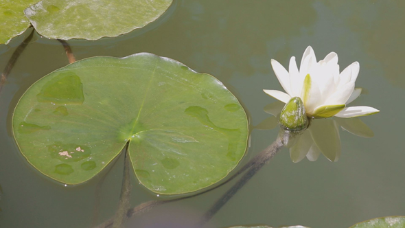 Water Lily 6