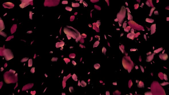 Petals Scattered alt