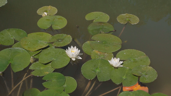 Water Lily 7