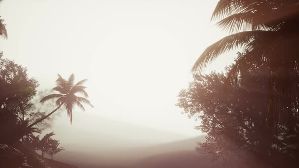 Tropical Palm Rainforest in Fog alt