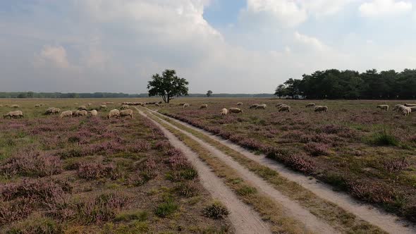 Herd of sheep grazing at the purple blooming heather in the Netherlands