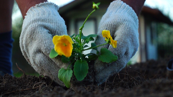 Man Planting Flowers