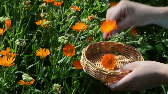 Hand Pick Gather Marigold Calendula Herb Bloom Wooden Wicker