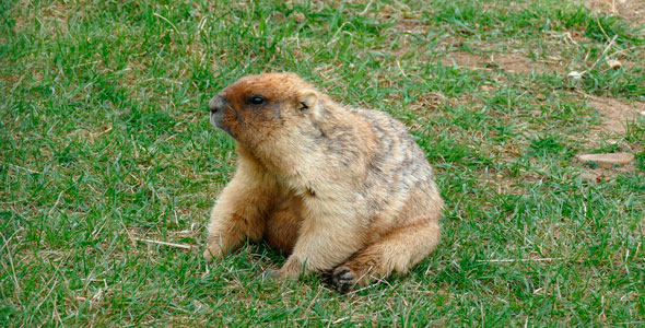 Fat Marmot