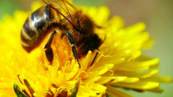 Bee On Dandelion...