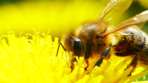 Bee On Dandelion...