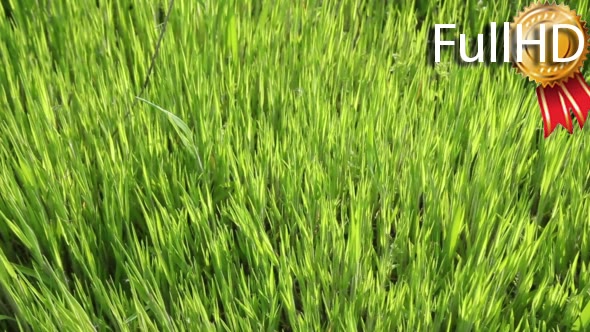 Female Hand Touching Green Grass