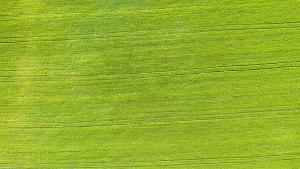 Aerial view of green agriculture fields in spring with fresh vegetation after seeding season.