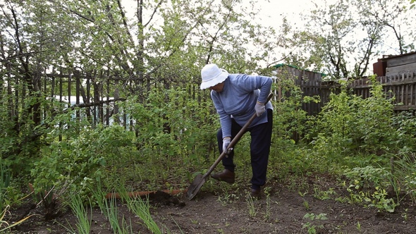 Woman Digging Shovel in the Garden
