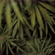 Cannabis Bushes with Dew Close Up - VideoHive Item for Sale