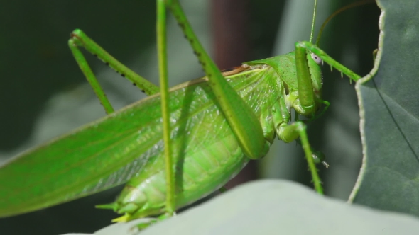 Big Green Locust 