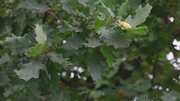 Oak Leaves And Acorns