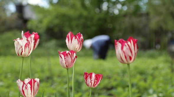 Tulips in the Garden and Working Woman