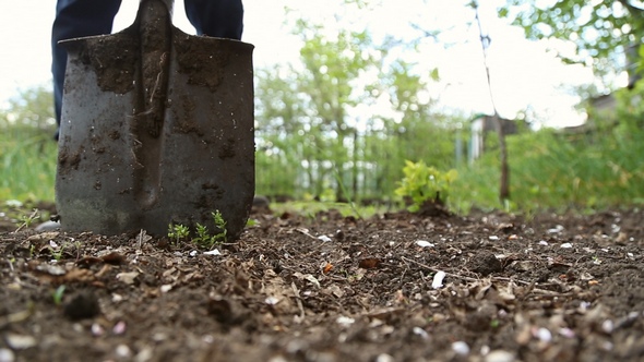 Man Digging Shovel in the Garden