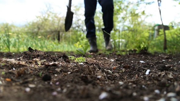 Man Digging Shovel in the Garden