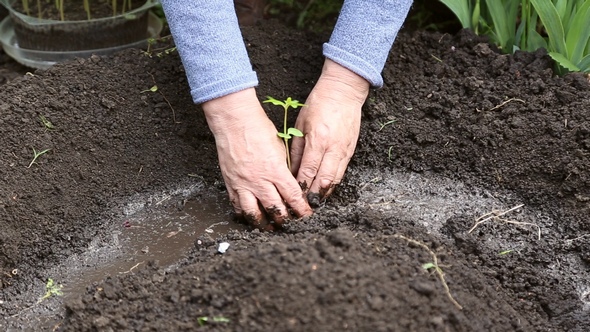 Woman Planting Seedlings of Flowers