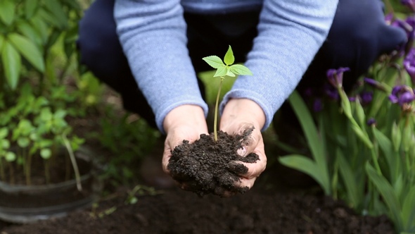 Woman Holding a Sapling of the Flower with Soil