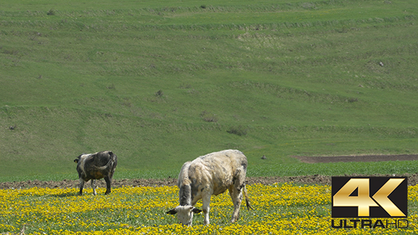 Cows Grazing on Spring Fields