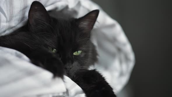 Black Fluffy Cat with Green Eyes Lies Wrapped in a Blanket with Its Paws Out