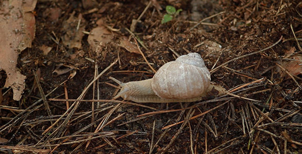 Snail at the Wood