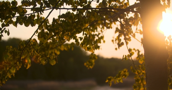 Sun Shining Through Green Leaves In Forest